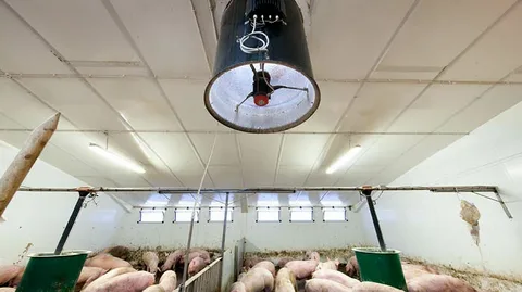 Ceiling fan ventilating a barn to reduce humidity and protect calves from pneumonia.
