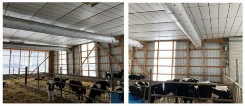 Ceiling fans and ventilation reducing pneumonia risks for calves in barns.