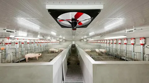 Ceiling fan system improving air circulation and lowering pneumonia risks in calf barns.