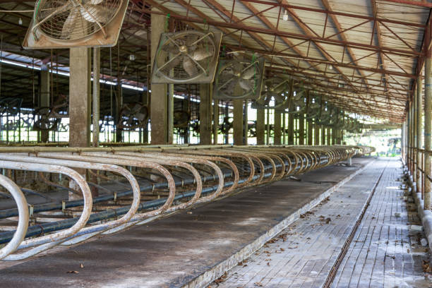 Ceiling fans supporting modern dairy barn ventilation for livestock well-being.