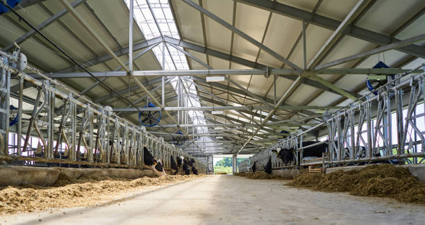 Ceiling fans improving air circulation and comfort for cows in dairy farming barns.