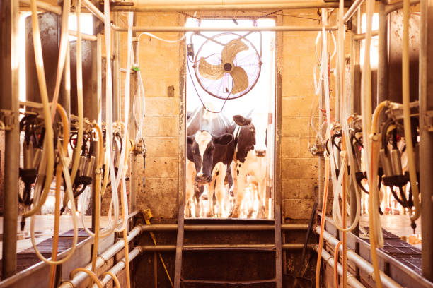 Smart ceiling fan providing airflow in a dairy milking room for healthier cows.