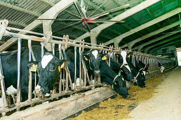 HVLS ceiling fan maintaining air circulation in dairy barns for smart farming.