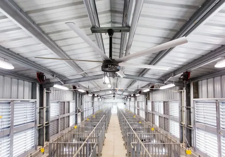 Industrial ceiling fan maintaining airflow and shielding calves from pneumonia.