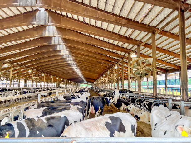 Smart ceiling fans enhancing ventilation and climate control in modern dairy farming.