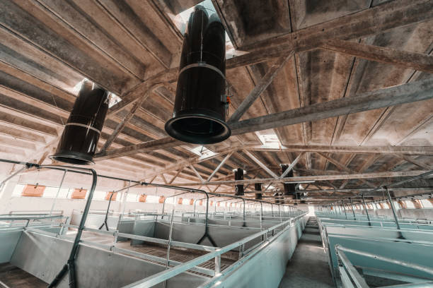 Smart ceiling fans and ventilation systems shaping the future of dairy farming.